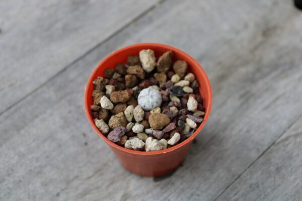 Turbinicarpus valdezianus - immagine 2