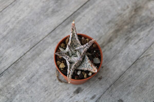 Aloe hybrid