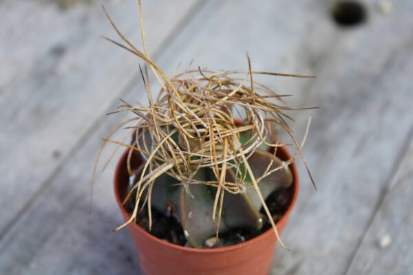 Astrophytum capricorne