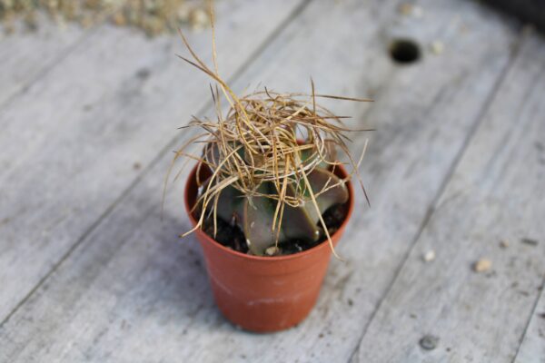 Astrophytum capricorne - immagine 2