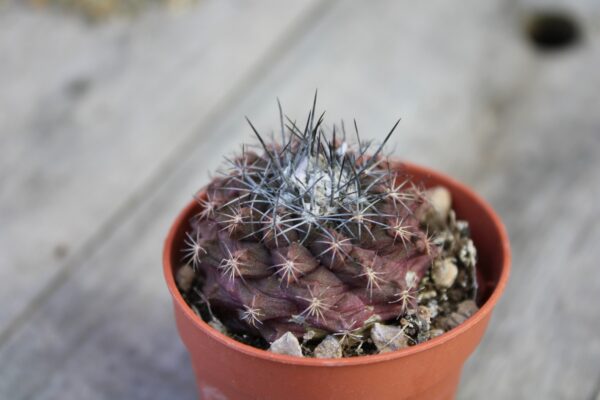 Copiapoa humilis