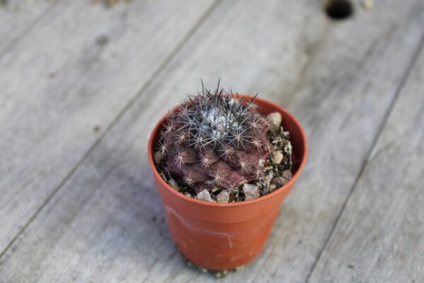 Copiapoa humilis - immagine 2