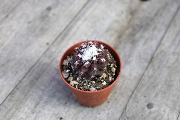 Copiapoa humilis - immagine 4