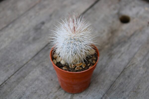 Echinocereus viridiflorus var. canus - immagine 2