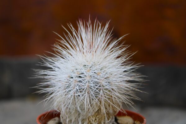 Echinocereus viridiflorus var. canus
