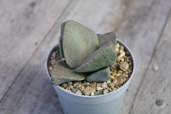 Pleiospilos simulans - immagine 2