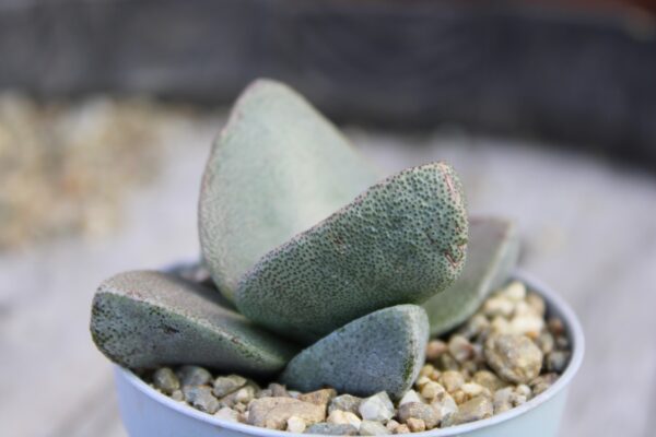 Pleiospilos simulans